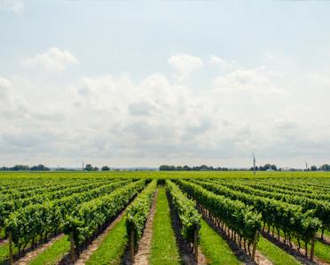 Calling all Winery Suppliers